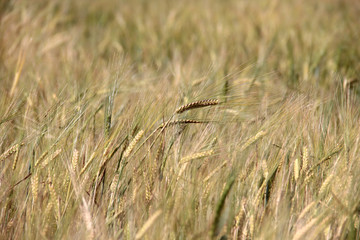Large field of fresh wheat in countryside
