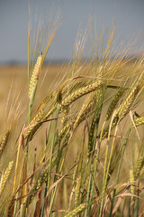 Large field of fresh wheat in countryside