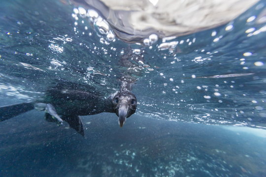 Curious flightless cormorant (Phalacrocorax harrisi) underwater at Tagus Cove, Isabela Island, Galapagos Islands, Ecuador 