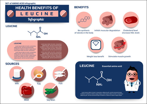 Health benefits of leucine (essential amino acid) infographic,supplement and nutrition vector illustration