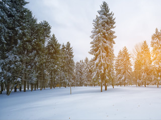Christmas trees covered with snow in the city park