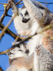 Ring-tailed lemur (Lemur catta)
