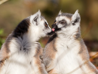 Ring-tailed lemur (Lemur catta), couple © michaklootwijk