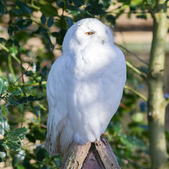 Snowowl sitting still