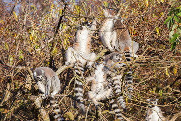 Ring-tailed lemur (Lemur catta), group in a tree