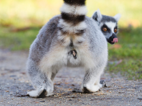 Ring-tailed lemur (Lemur catta), selective focus