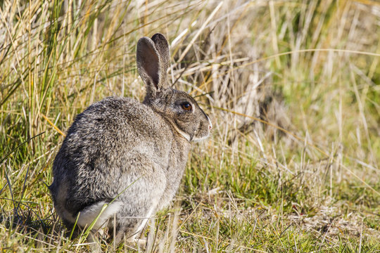 Introduced adult European rabbit (Oryctolagus cuniculus), New Island, Falklands, South Atlantic Ocean