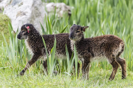 An ancient form of sheep called the Soay roaming the stone remains of the evacuated village on Hirta, St. Kilda Archipelago, Scotland