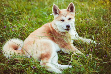 nice and cute dog standing alone on a green grass