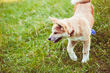 nice and cute dog standing alone on a green grass