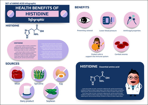 Health benefits of histidine (essential amino acid) infographic, supplement and nutrition vector illustration