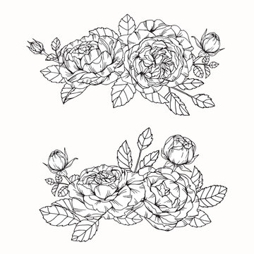 Bouquet set of rose flower by hand drawing on white backgrounds. Vector illustration