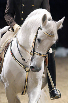 Fototapeta Unidentified rider in saddle of a show horse