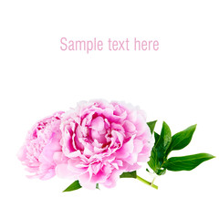 The pink peony on white background