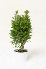 The living fir tree is in a pot. The tree stands on the white carpet with snow. 