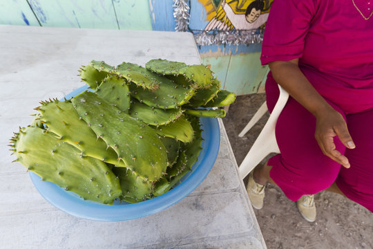 Nopalitos (cactus), Isla San Marcos, Gulf of California (Sea of Cortez), Baja California Sur, Mexico