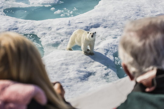 Guests from the Lindblad Expeditions ship National Geographic Explorer with polar bear (Ursus maritimus), Cumberland Peninsula, Baffin Island, Nunavut, Canada