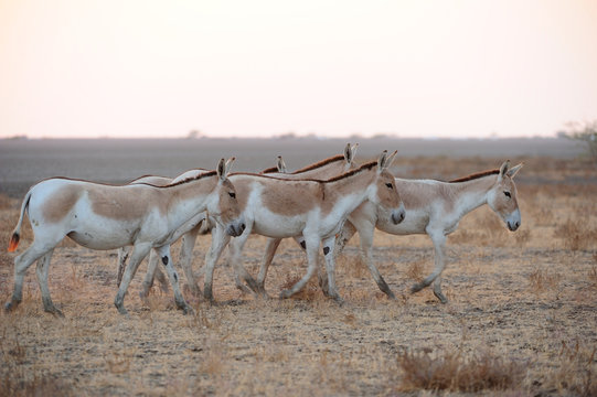 Wild ass roaming the Wild Ass Sanctuary, Gujarat 