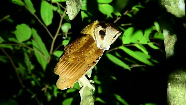 Bird of the night,white-face owl in nature.
Mysterious bird,Oriental Bay Owl wobbling steadily looking for prey.