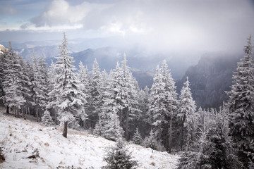 Obraz premium Christmas background with snowy fir trees in the mountains