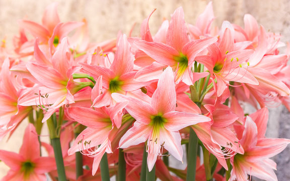 Fototapeta Amaryllis flower