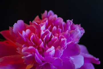 Peony Flower Close Up