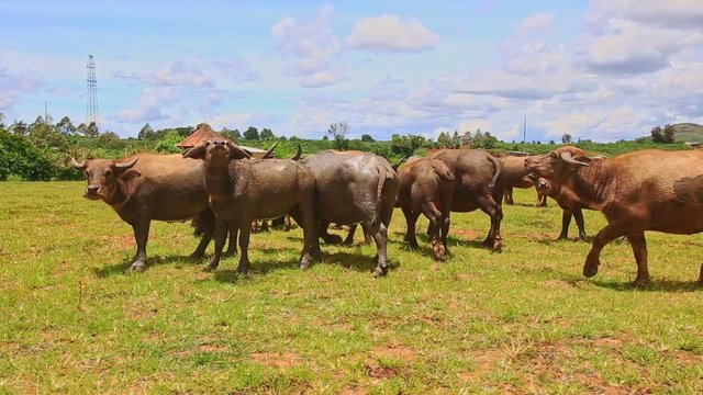 flock of bulls look at camera and go away on green grass tropical meadow against distant village and blue sky
