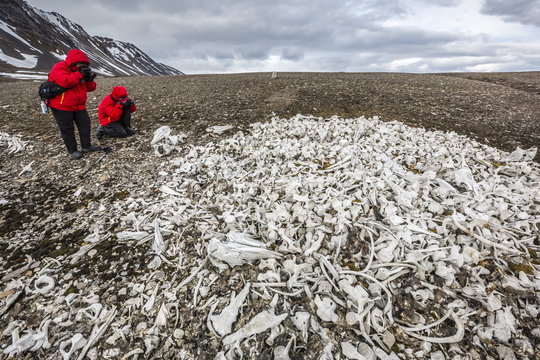 Littered beluga bones left by whalers, Delphinapterus leucas, at Ahlstrandhalvoya, Bellsund, Svalbard 