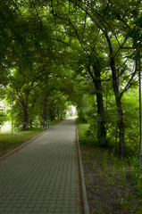 The road in the park