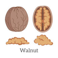Illustration of Walnut Kernels