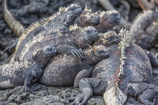 Galapagos marine iguana (Amblyrhynchus cristatus) basking in Puerto Egas, Santiago Island, Galapagos Islands, Ecuador 