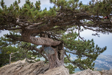 Fototapeta na wymiar Pine on cliff with overlooking the panorama of the city, beach and black sea. Ai-petri, Crimea