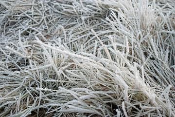 Frozen grass on December. Close up 