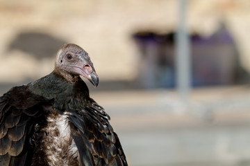 Avvoltoio