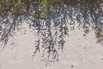 Shadows from seaside plants on sand