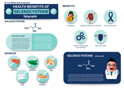 Health benefits of selenocysteine (amino acid) infographic,supplement and nutrition vector illustration