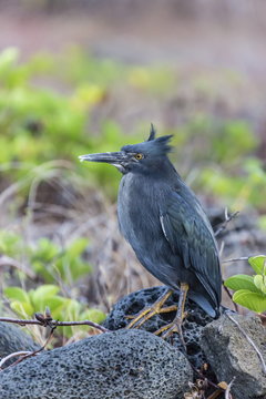 Adult Striated Heron, Butorides striata, at Puerto Egas, Santiago Island, Galapagos Islands, Ecuador 