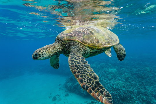 Green sea turtle (Chelonia mydas) underwater, Maui, Hawaii 