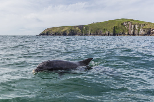 Adult bottlenose dolphin (Tursiops truncates) affectionately named Fungie who has lived for decades near the Dingle Peninsula, County Kerry, Munster, Republic of Ireland