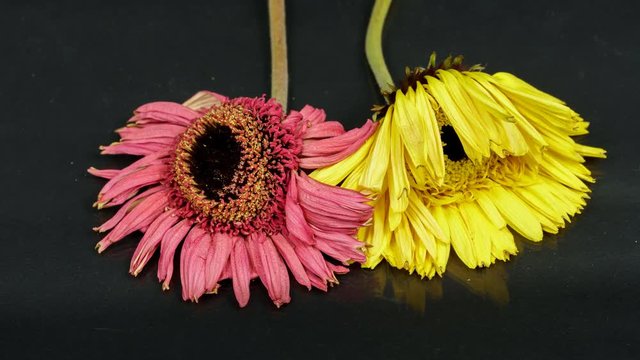 Purple and yellow gerbera flowers withering time lapse