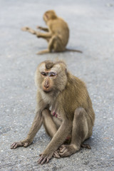Wild monkey at Khoa Yai National park Thailand

