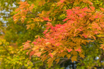 Naklejka na ściany i meble Autumn in Showa memorial park,Tachikawa,Japan