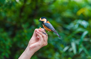 Bird sits on human hand. People feed the tit.