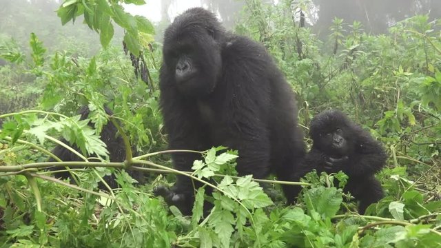 Baby mountain gorilla and mom in the forest