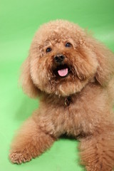 トイ・プードル