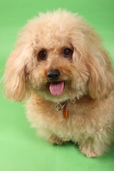 トイ・プードル