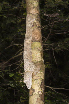 Leaf-tailed Gecko (Uroplatus fimbriatus), Nosy Mangabe, Maroantsera, Madagascar