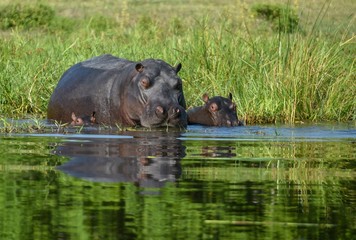 hippo mother and babies