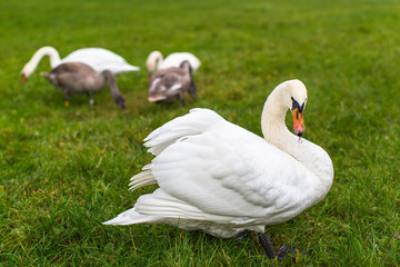 Family of swans on the green grass.