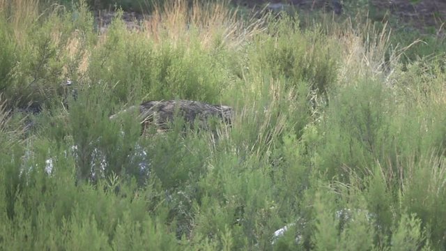 Slow motion of wolf walking, side view, flat color